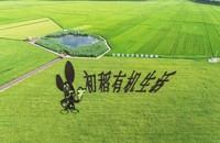 文章配图